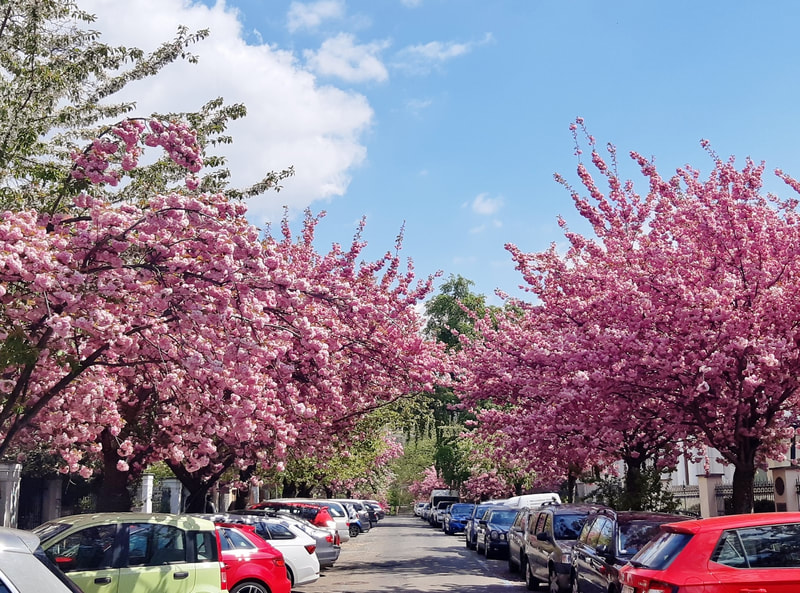 Street lined with cherry trees
