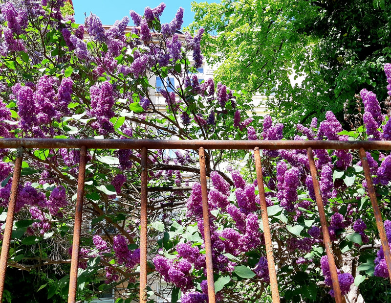 Lilacs in a suburban Prague garden