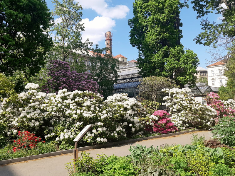 Rhododendron in a Prague botanical garden
