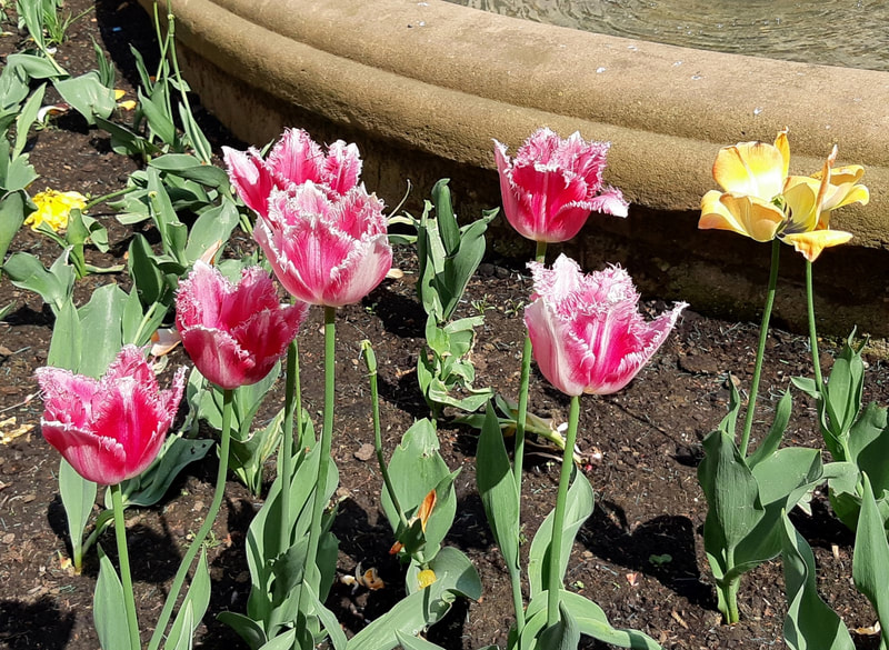 Tulips surrounding a park fountain